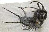 Spiny Ceratarges Trilobite - Huge & Top Quality #312738-2